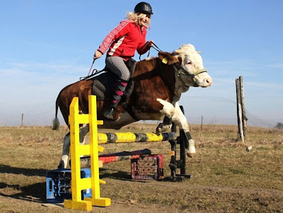 Amazing Show Jumper Cow Seen On www.coolpicturegallery.us