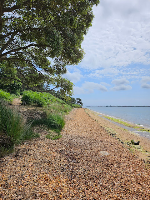 Image of small deserted shingle beach with trees and grasses on left