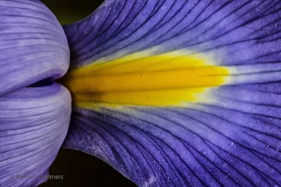Blue Iris Flower Cape Town - Focal length: 146mm  Av Mode: f/4.5 / ISO 100 Canon Extension Tube