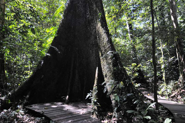 Sarawak Binuang Tree