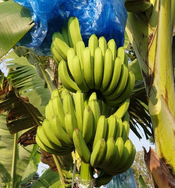 bibit pisang barangan merah di pekanbaru