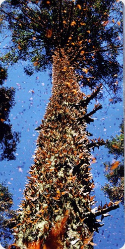 mariposa monarca2