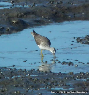 Greater Yellowlegs, 11/13/10, Stage Island Pool Overlook, Parker River NWR