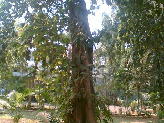 Sterculia gatata tree