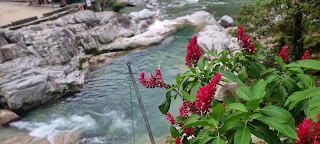 Vista panorámica de la Laguna Azul desembocando en el río, rodeada de exuberante vegetación amazónica y destacadas flores rojas que realzan su belleza natural.