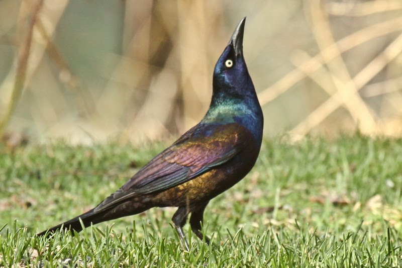 common grackle male. The male Common Grackles pause