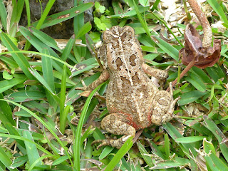 Bufo gutturalis - Crapaud guttural