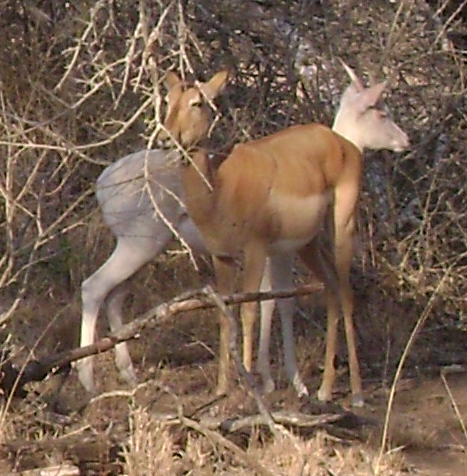 white impala Kruger park