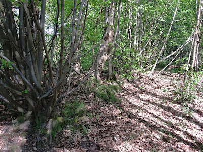 A bank and ditch at the border of Spring Park, planted with coppiced and pollarded small-leaved limes.  22 April 2011.