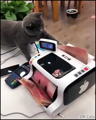 Funny Cat GIF • Wow! Money Cat is the fastest money counter! He's richer than his humans [ok-cats.com]