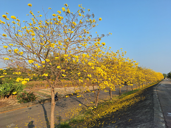 台南東山龜重溪聖賢堤防黃花風鈴木，整排黃花很低很親近很好拍