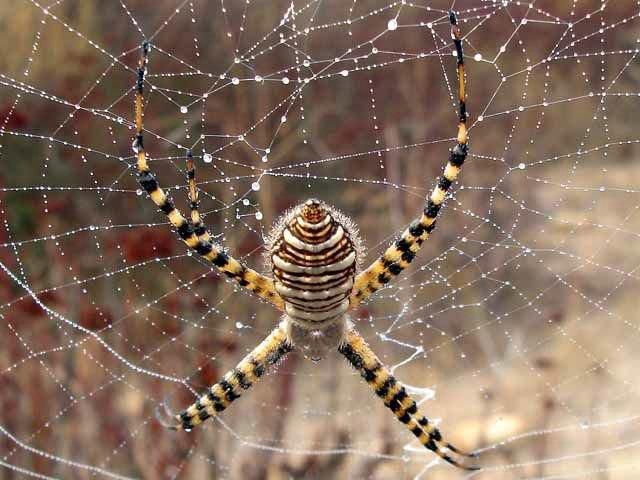 A battle between a spider and a mantis, animal fights, animal battle