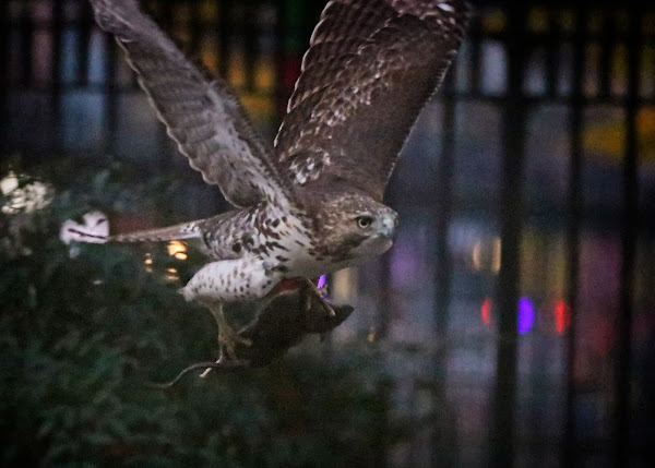 Immature red-tailed hawk flying with a rat