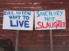Bill and Lou want to live | Sanctuary not slaughter
