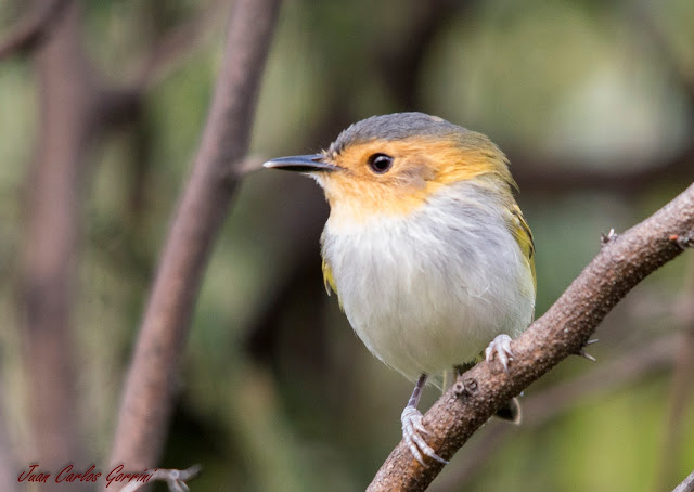 Avistaje de aves en Argentina, Salta. Birdwatching y fotografía de Juan Carlos Gorrini.