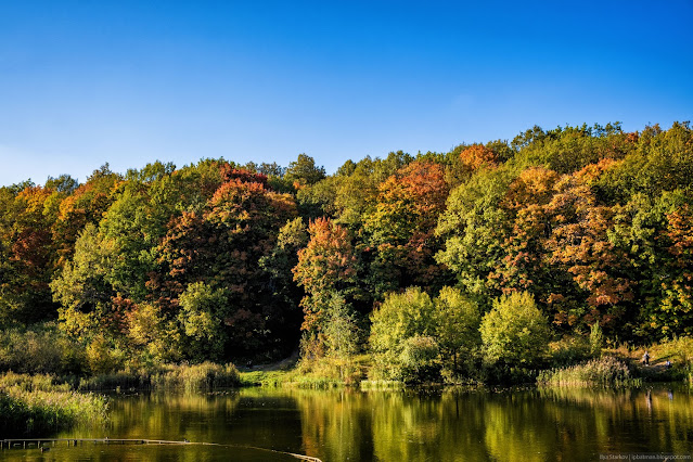 Осенние деревья на берегу озера
