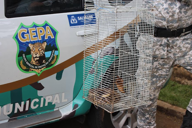 70 cobras foram capturadas desde início do ano em Salvador  pela Guarda Municipal 