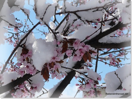 April Snow on Blossoms