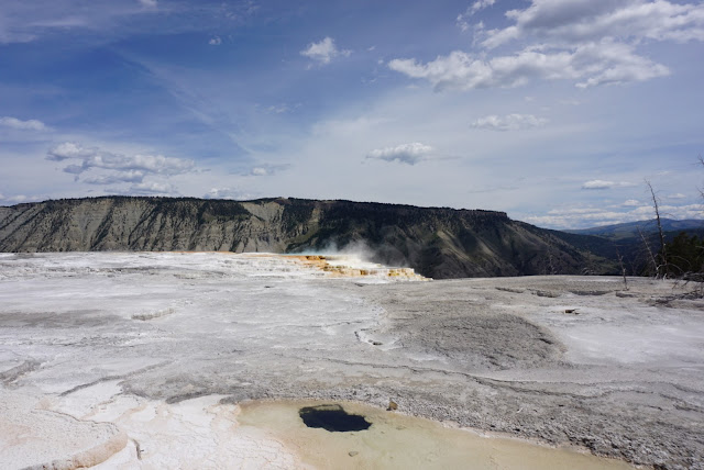 canary spring yellowstone national park