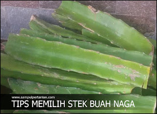 Tips memilih stek buah naga agar cepat tumbuh dan berbuah