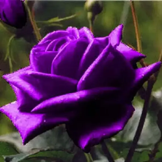 রক্তবেগুনী গোলাপ ফুলের ছবি - Picture of purple rose flower - গোলাপ ফুলের ছবি ডাউনলোড - বিভিন্ন রঙের গোলাপ ফুলের ছবি ডাউনলোড - rose flower - NeotericIT.com