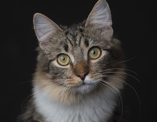 ねこ