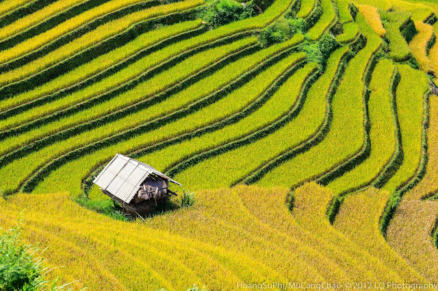 Mu Cang Chai terraced fields