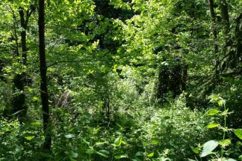 A Vision In The Forest