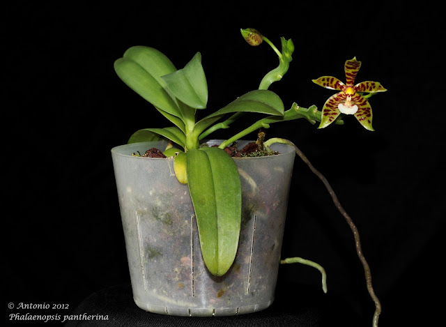 Phalaenopsis pantherina