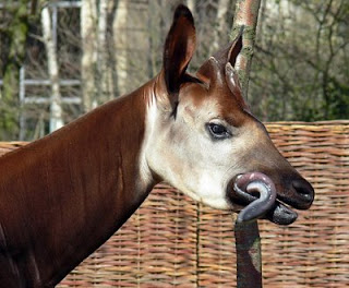 Funny Okapi