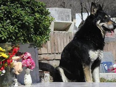 Dog Stands Guard Over Deceased Owner’sGrave For Six Years (image)