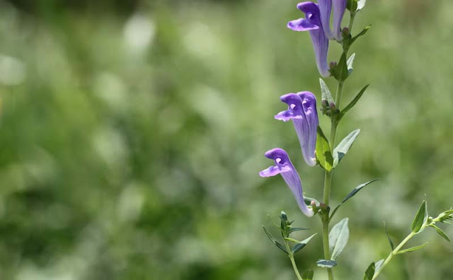 Baikal Skullcap Flowers Pictures