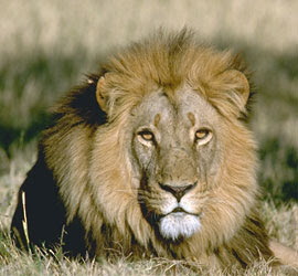  lion