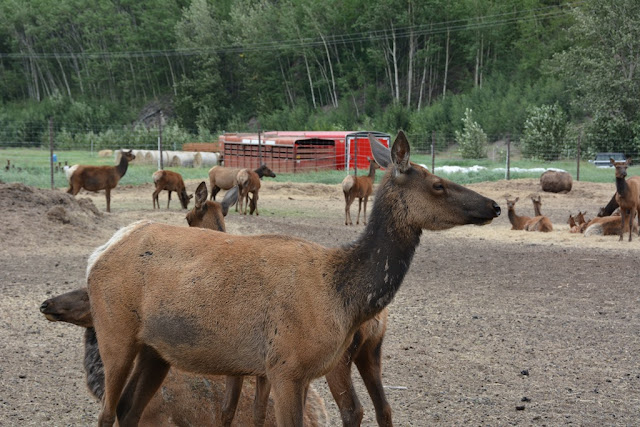 Reindeer Pak Palmer elk