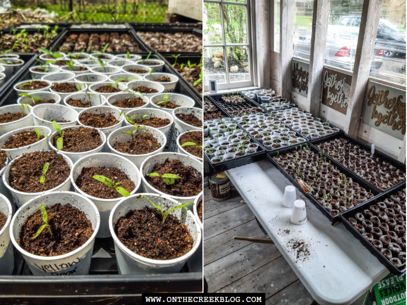 What I seed started in 2022 | On The Creek Blog // www.onthecreekblog.com