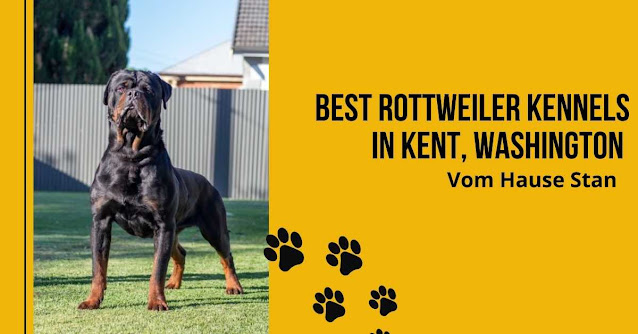 rottweiler-kennels-in-Kent-Washington