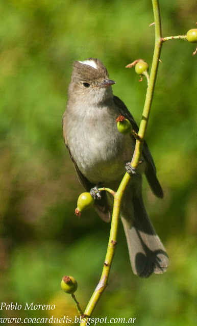 alt="fio fio silbon,Elaenia albiceps,aves de Mendoza"