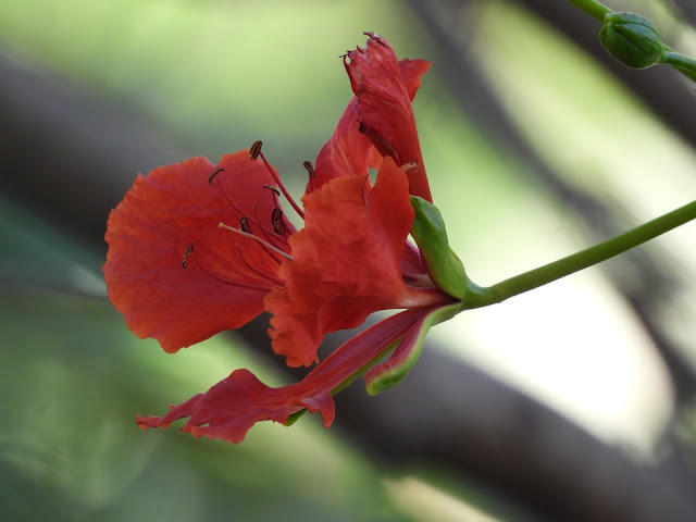 Gulmohar - 13