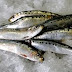 Sardines featured great food of the week !