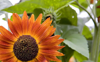 Orange Sunflower Desktop Wallpaper