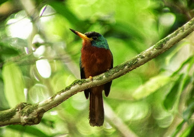 Jacamar de cuello azul