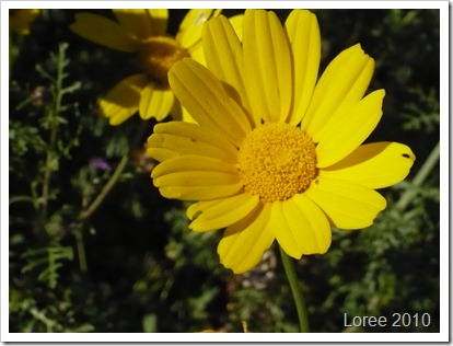 Wild flowers 001