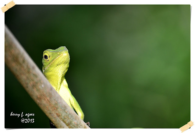 bunglon, chameleon