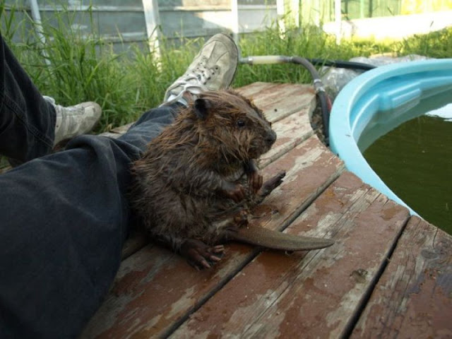 Cute otter after having a swim