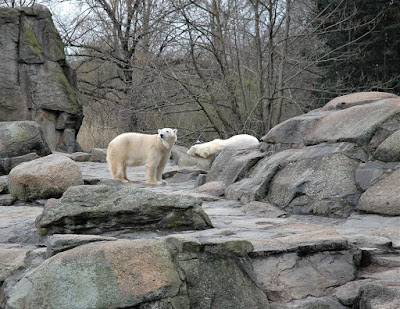 белые медведи из Арктики