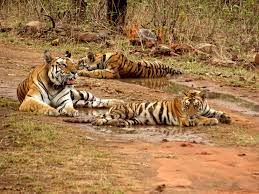 panna national park- wild life