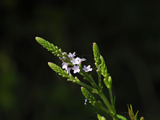 Common Vervain by the Xiang River