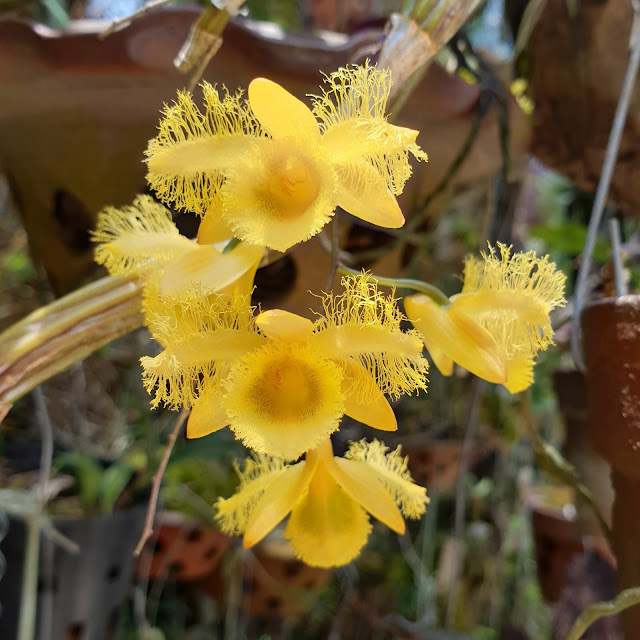 Dendrobium harveyanum Rchb.f.