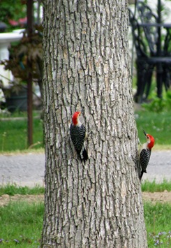 1605089 May 26 Woodpeckers Go Up The Tree