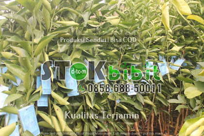 TEKNIK PRODUKSI BIBIT DURIAN BERKAKI /BIBIT DURIAN KAKI GANDA              Berkwalitas